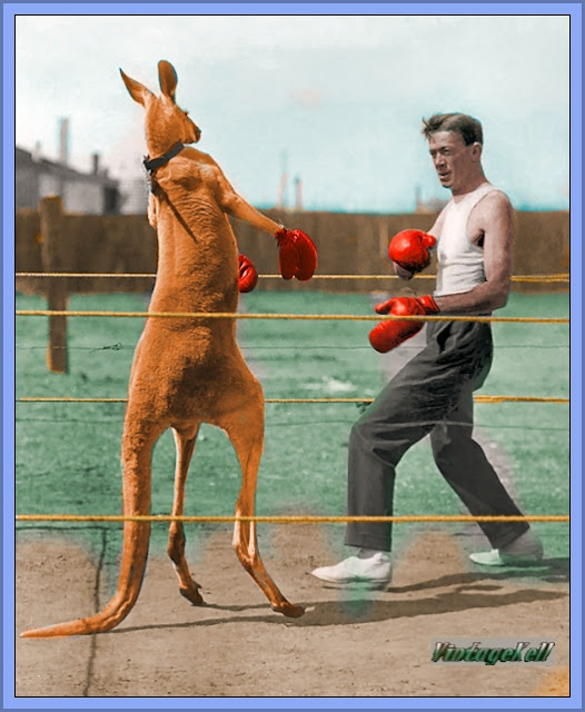 Aussie Kangaroo Boxing Match