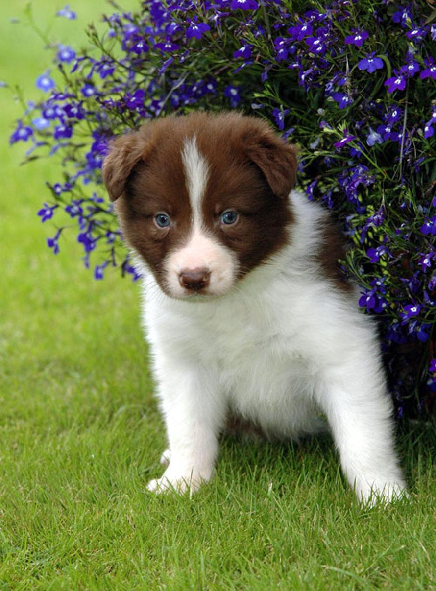 55 Top Pictures Border Aussie Puppies For Sale - MarLoWin Aussies - Toy Aussie Puppies, Mini Aussie Puppies