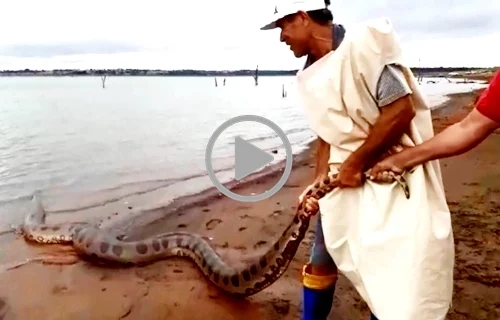 Sucuri de 5 metros dá susto em pescadores e é devolvida a rio; VEJA VÍDEO