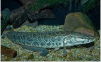 33 Jenis nama dan foto Ikan Gabus Kutuk SnakeHead Fish