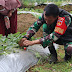 Dandim Wonosobo Ikut Panen Strawberry