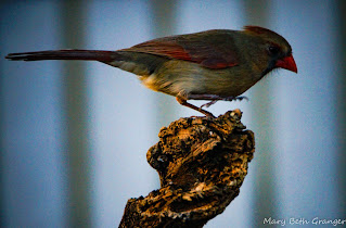 Female Cardinal on Perch photo by mbgphoto