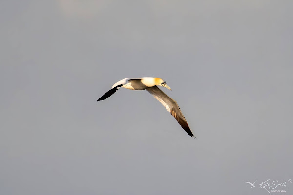 Gannet