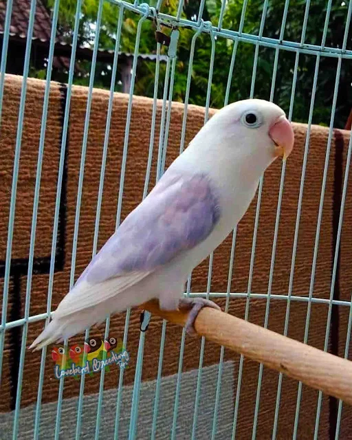 recessive pied blue DF violet Lovebirds Mutations