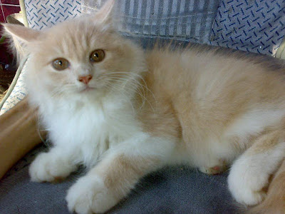 Jenis Kucing Persia Medium