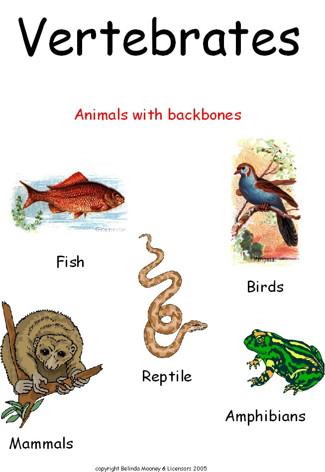 ANIMAL GROUPING 2: VERTEBRATES & INVERTEBRATES 