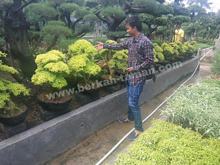 tanaman hias bonsai murah