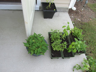 Root pruning | Bobbins of Basil