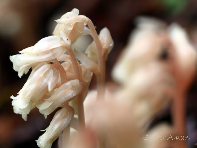 Monotropa hypopithys