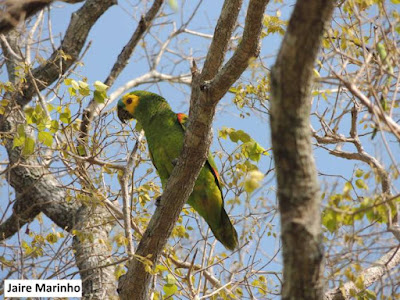 papagaio verdadeiro, aves do brasil, engenheiro ambiental, natureza, ninhos, pássaros, aves, papagaios do brasil, meio ambiente, birds, extinção, natureza e conservação, animais, preservação da natureza, por que preservar as espécies