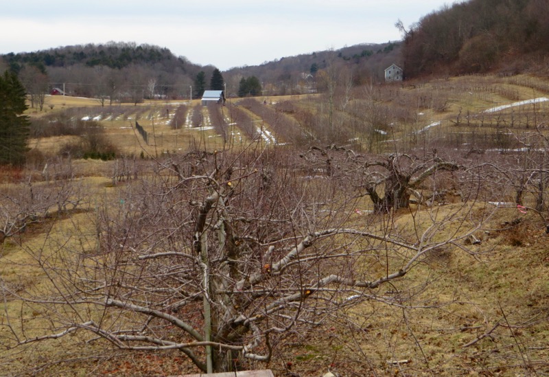 apple tree pruning Clarkdale