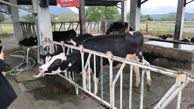 初鹿牧場 - 休息區乳牛