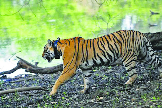 माणदेश एक्सप्रेस न्युज