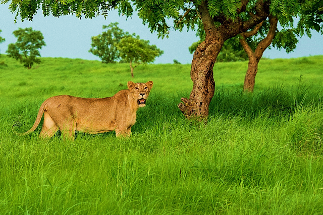 Lioness-Gir Jungle-Gujarat.
