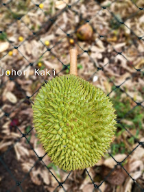 Zhong Cheng Durian Farm in Kulai Johor 忠诚榴莲园 