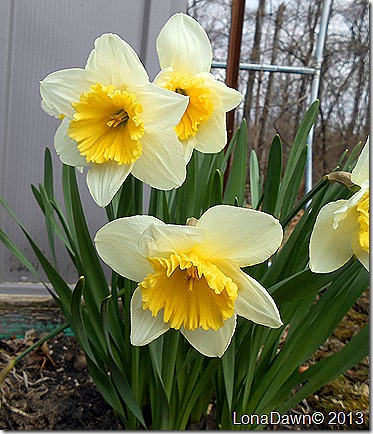 Daffodils_White