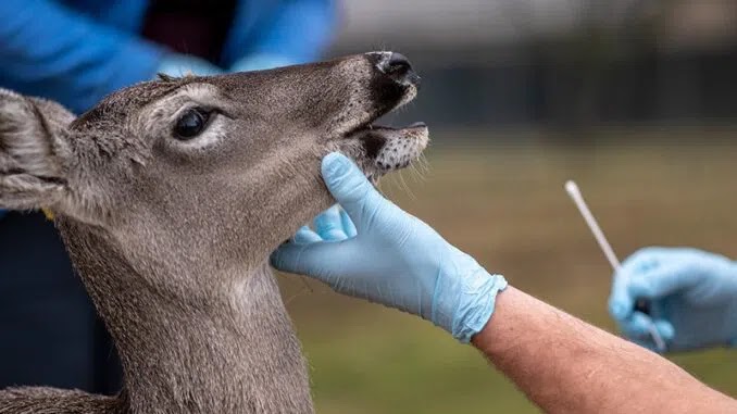 UK: 2,000,000 Deer Are Being ‘Monitored’ For ‘Covid’ After Virus Spreads In US herds