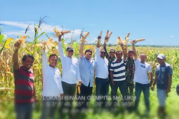 Gempita Maluku Panen 500 Hektare Jagung  di Kabupaten Buru