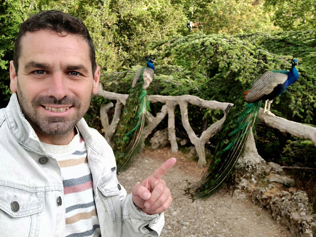 Pavos reales de Campo Grande