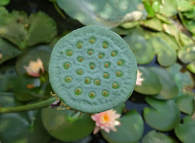 Lotus seed