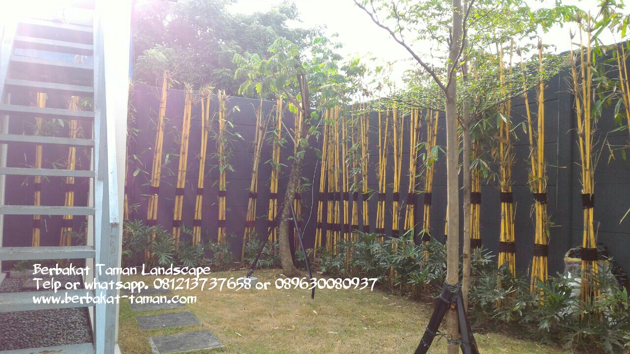 Jual Pohon Bambu Kuning Bambu Kuning Panda Bambu 