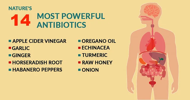 Most Powerful Natural Antibiotics