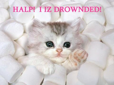 funny animals with captions funny animals with captions pictures. funny animals with captions
