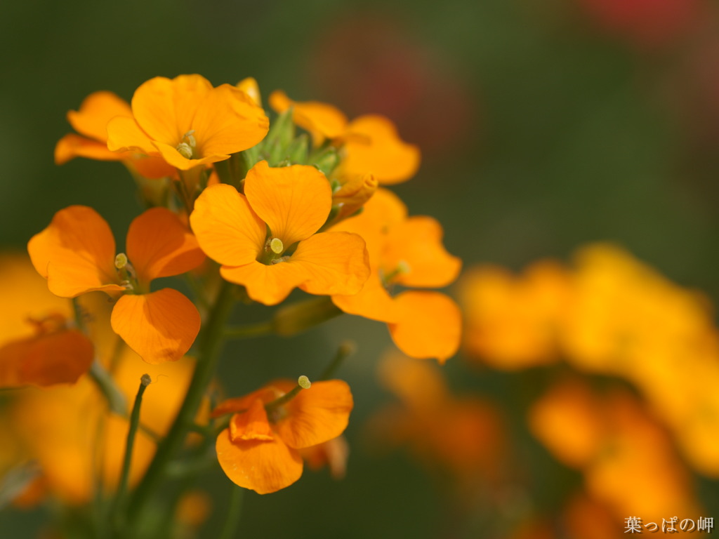 wallpaper orange flower wallpaper orange flower wallpaper orange ...