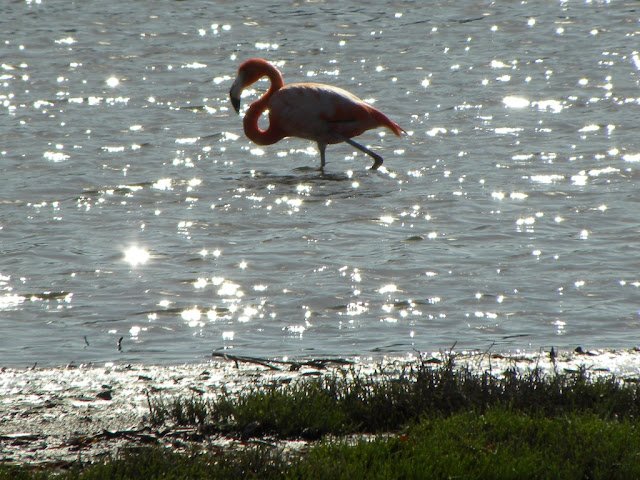 Washikemba Bonaire