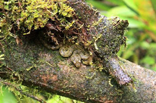 Serpiente en Costa Rica