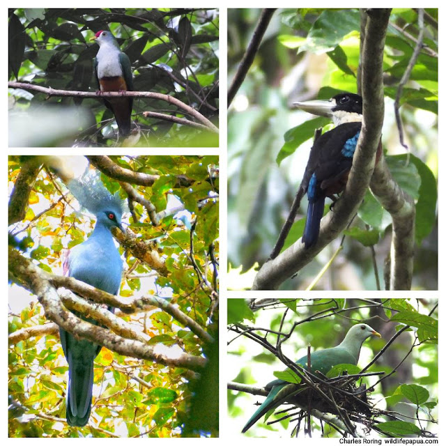 wompoo fruit dove, beautiful fruit dove, rufous-bellied kookaburra, western-crowned pigeon