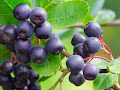 Simple Steps to an Acai Weight Loss Program