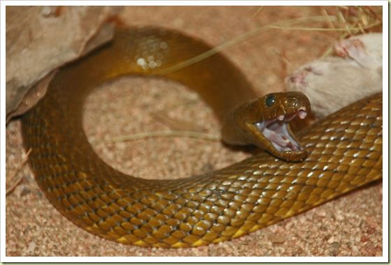 Inland Taipan