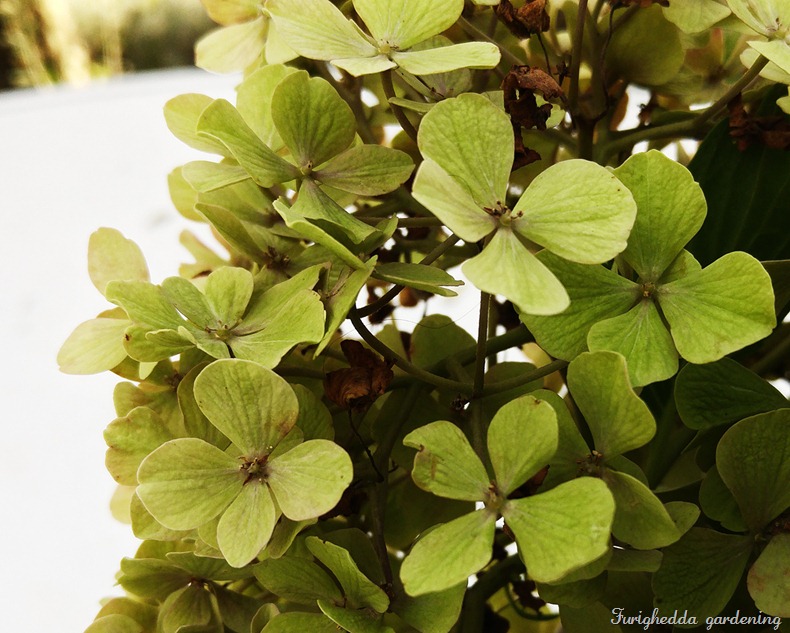 hydrangea green