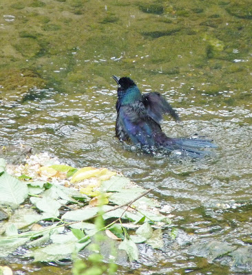 common grackle bathing in stream