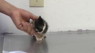 Basurero de buen corazón salva a una pequeña gatita calicó encontrada en su camión