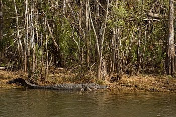 Alligator am Rande des Tamiami Trails in Florida © Cornelia Schaible