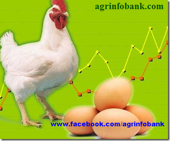 Government committed to resolving poultry industry issues