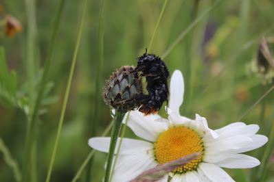 Rode Koekoekshommel - Swartreade Koekoeksholder - Bombus rupestris