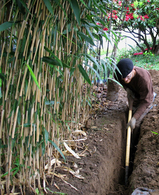 Bamboo Barrier5