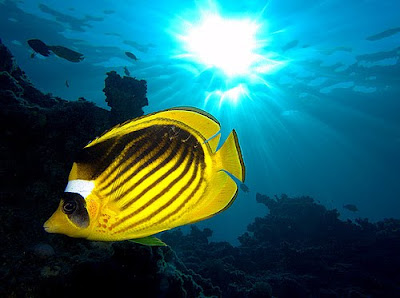 Beautiful Underwater Stunning Photos
