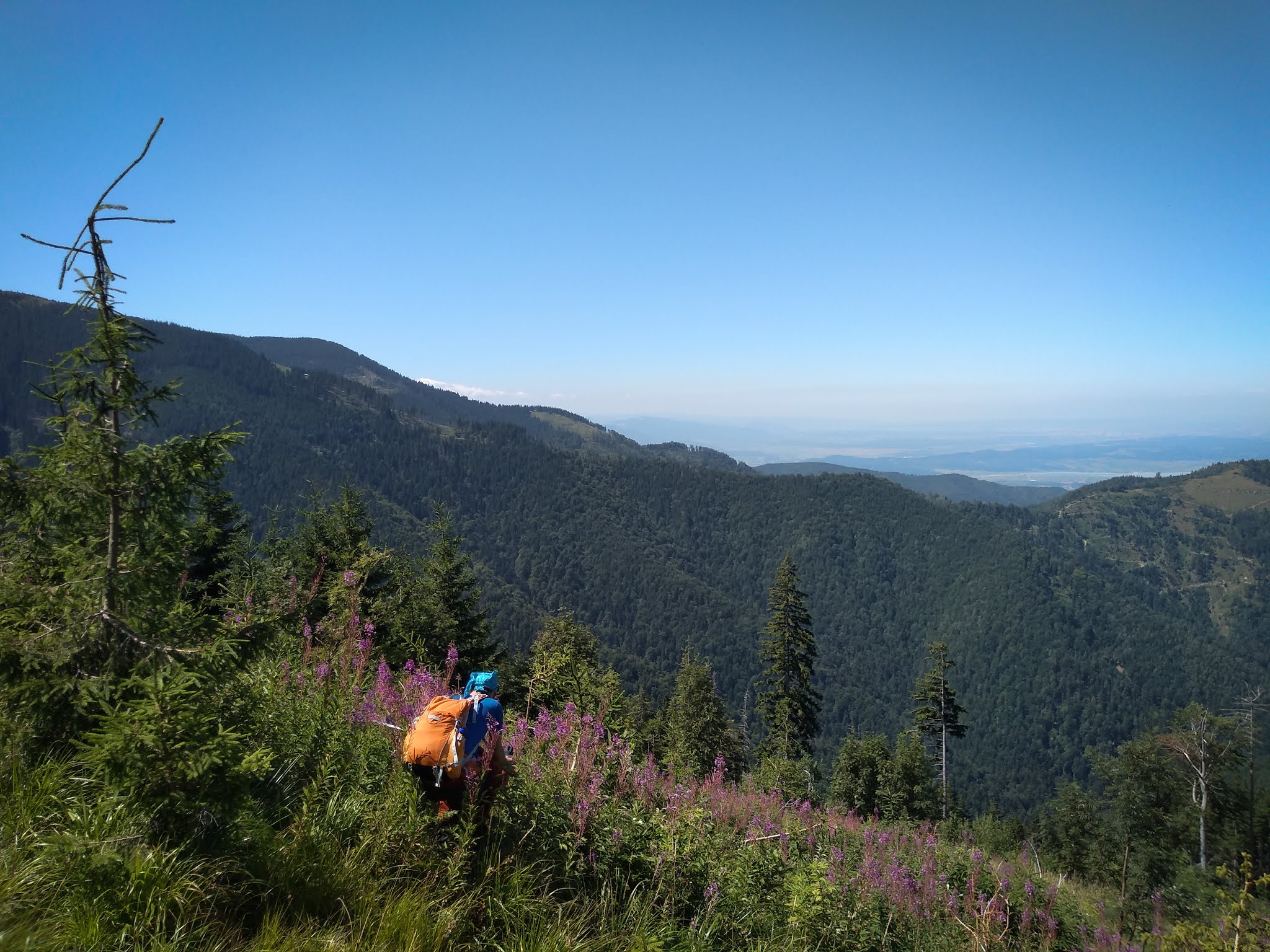 Prin Muntii Fagaras | culegem zmeura