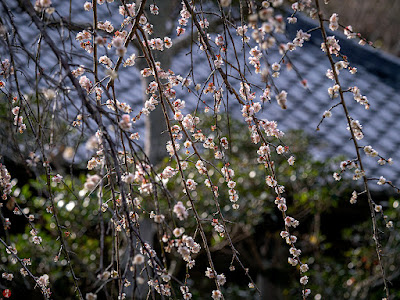 Ume (japanese apricot) flowers: Kaizo-ji