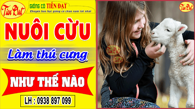 Nuôi cừu làm thú cưng