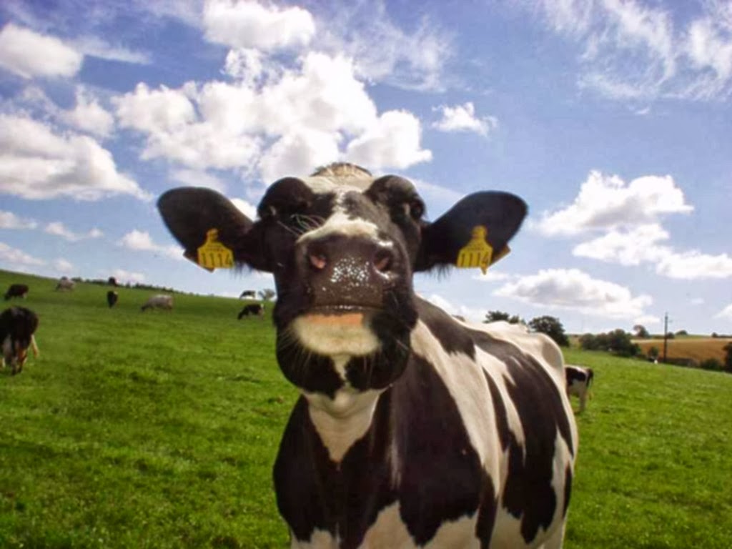 healthy cows images, cows hd pictures, free download