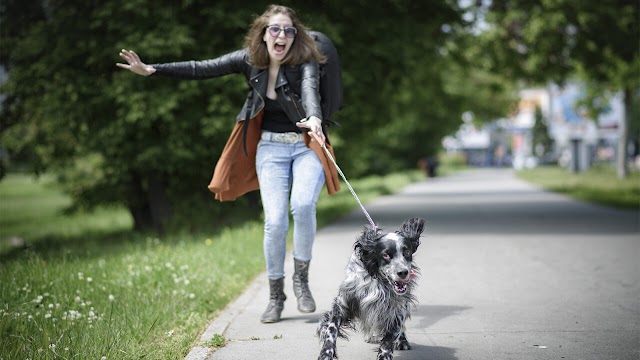 Σκύλος: Τέσσερις λόγοι που δεν σας ακούει όταν βγαίνει από το σπίτι – Τι να κάνετε