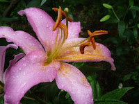 シトシト雨に打たれたゆりの花。