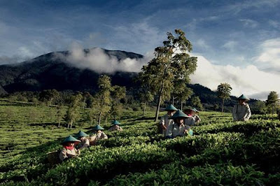 Tea Plantation