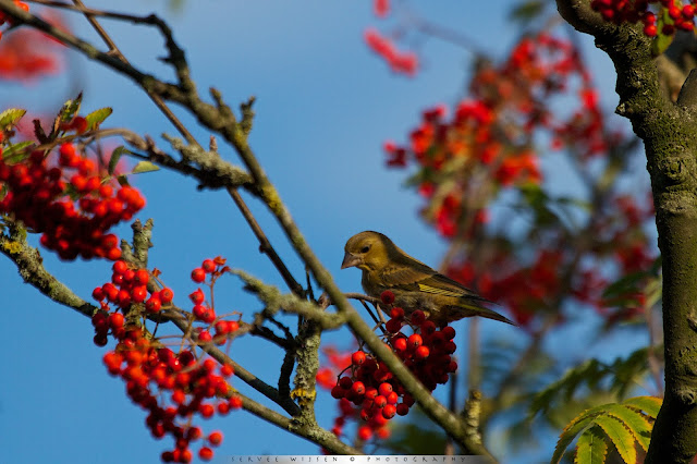 Groenling - European Greenfinch - Chloris chloris