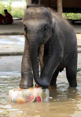 National Elephant Day Of Thailand